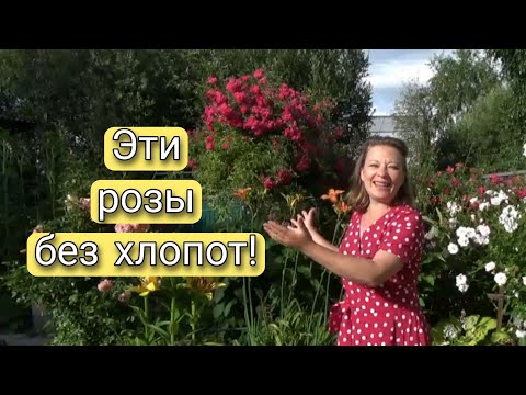 САМЫЕ НЕОБЫКНОВЕННО ПРОСТЫЕ В УХОДЕ РОЗЫ 🌹🌹🌹 4 ЛУЧШИХ СОРТА РОЗ 🌹 САМЫЕ НЕПРИХОТЛИВЫЕ РОЗЫ