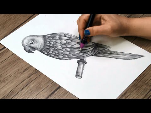 How to Draw a Parrot Step by Step | Bird Drawing | Pencil Sketch