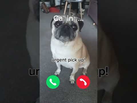 hilarious pug video call so cute poor dog funny joke love pets