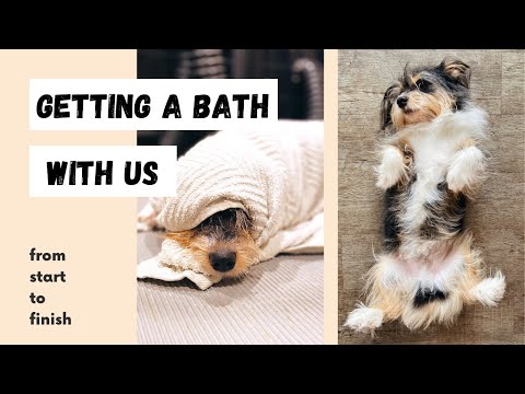 What a Doggie Bath is Like With Us