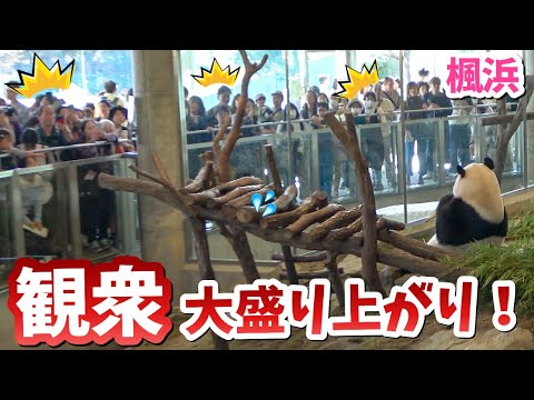 【パンダアイドル楓浜】天才的なおもてなしをするふうひん🐼やっぱりあなたは本物アイドルw