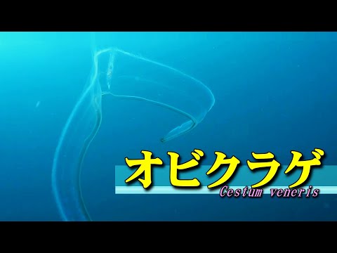 ctenophore / Cestum veneris