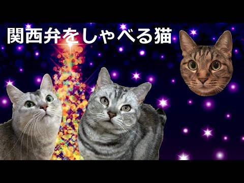 クリスマスの願い✨おしゃべりペット