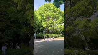 Street performance at Ueno Park #uenopark #tokyo2024 #travel