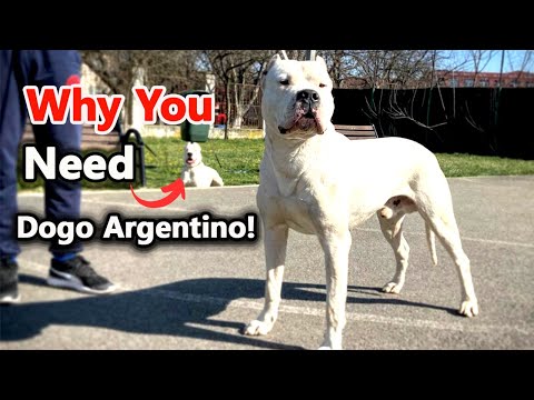 8 Reasons Why YOU Should Get a Dogo Argentino Dog