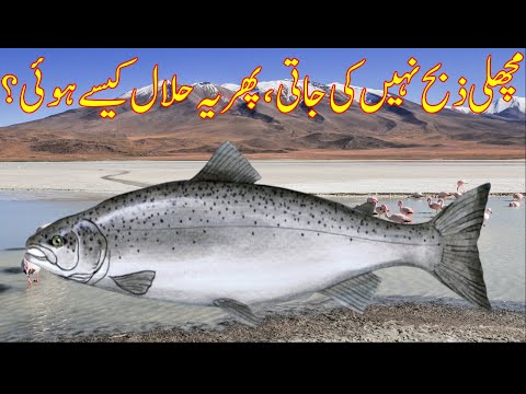 How did the fish become lawful?-Machhli Zibah Nahi Ki Jati, Phir Yeh Hilal kaisay Hui ?- Urdu&Hindi