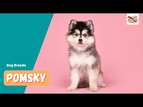 Pomsky: Your Guide To The Sweet And Sassy Pomeranian Husky Mix!