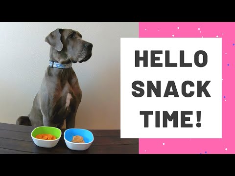 The Candy Challenge - Great Dane Edition!