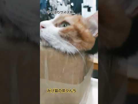 もぅかわいい猫　#猫のいる暮らし #三毛猫#funny#cutecat