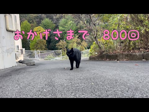 坂道で追いかけてくる黒ねこちゃん　No.８００　に　２０２４年　１１月１９日　１６：００　のくろねこちゃん　black cat