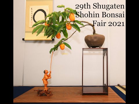 BONSAI at Ueno Green Club - 29th SHUGATEN Shohin bonsai Fair 2021 - 29回秋雅展令和3年 小品盆栽フェア (PART 3)