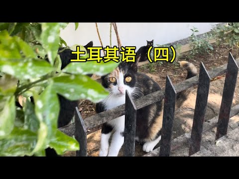 土耳其语（四）#土耳其#猫 #kedi