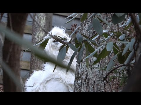 Frozen Yeti Awakens: Hilarious Snowy Street Reactions!