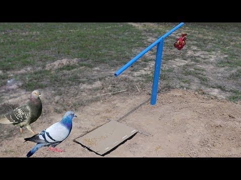 DIY Deep Fall Pigeon Bird Trap Using Cardboard