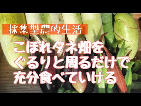 【豊かなこぼれたね生活】食べる分は自然が与えてくれる