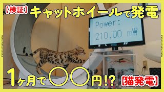 【検証】キャットホイールで発電したら１ヶ月あたりいくら電気代をまかなえるの!?【猫発電】#ヤマト運輸 #クロネコみっけ #クロネコヤマト #電気代