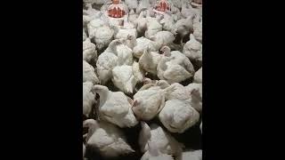 Poultry farm broiler day 50, #poultryfarm #poultryfarming #poultrydays #poultry