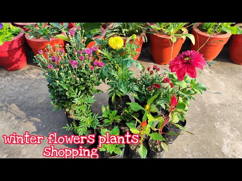 winter flowers plants shopping with name and price// सर्दियों के फूलों को नाम और दाम