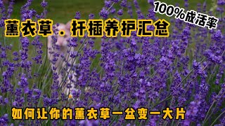 When,why and how to prune  lavender ?什么季节最适合薰衣草的扦插？薰衣草的扦插，养护汇总！如何让一盆变一大片！