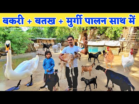 बकरी + बतख + मुर्गी पालन साथ में 3 गुना ज्यादा कमाई होगी | Integrated Goat and Poultry farming