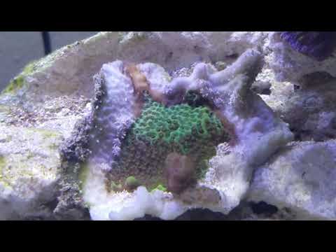 - Tony Nguyen Office Reef Tank 9-14-19  [ OMG monti Nudibranch!]