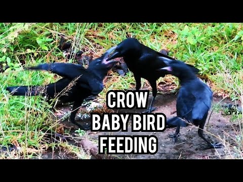 A mother crow feeds her young babybird  || crow baby feeding #babycrow #crow #birdfeeding #babyfood