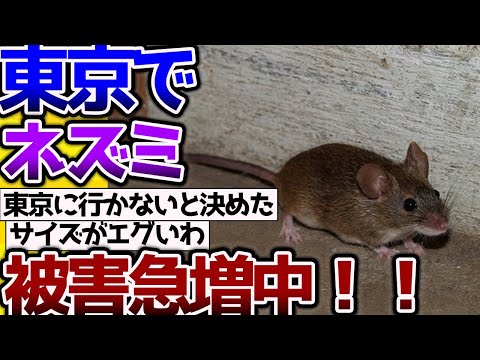 【2ch動物スレ】【悲報】東京都で、ネズミ大量発生！被害急増中→ネズミーランドに発展する。 #生き物