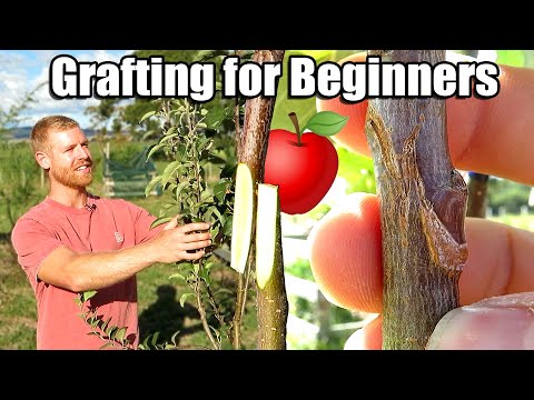 Apple Tree Grafting For Beginners - Learn How To Graft | Includes 6 Months of Updates