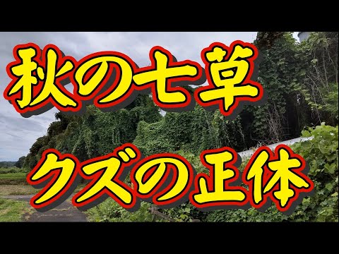 これが秋の七草「クズ（葛）」の正体です。