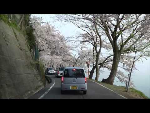 海津大崎の桜　2014