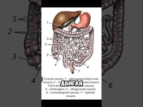 Про кишечник и запоры