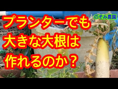 【大根】検証します！プランターでも、大きな大根は作れるのか？