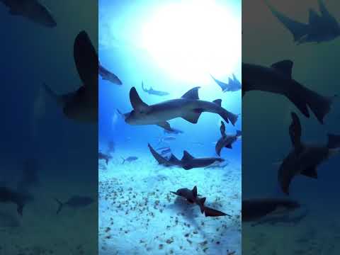 華麗なるナースシャークの舞い⭐️🦈Dance of the Nurse Sharks