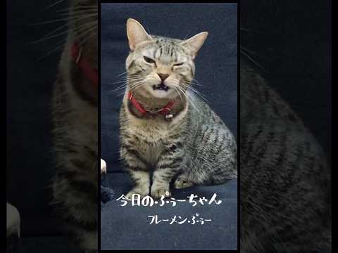 【フレーメン猫】くさかった