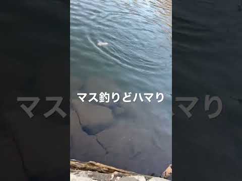 【管理釣り場】マス釣りにハマるやつ