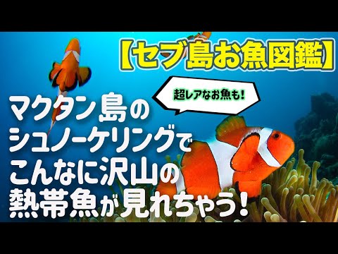 【セブ島お魚図鑑】マクタン島のシュノーケリングでこんなに沢山の熱帯魚が見れちゃう！