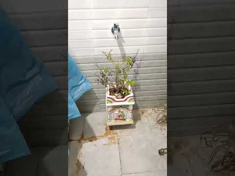 small kitchen organization/indoor plants care#youtubeshorts#shorts#shortsfeed#subscribe#kitchen