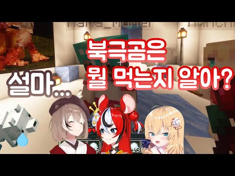 북극곰은 여우를 찢어!!! (무메이&벨즈&하쨔마) 【홀로라이브/Hololive】