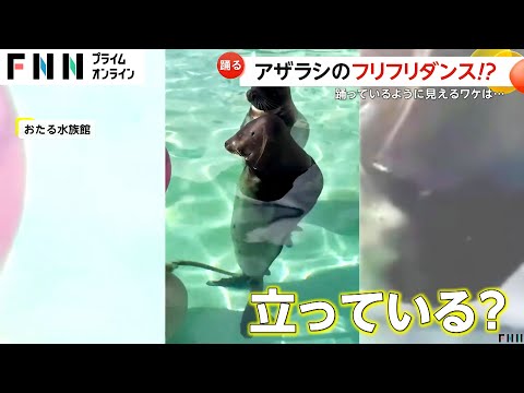 直立！ダンシングアザラシが人気　踊っているように見えるワケは…？　北海道・おたる水族館