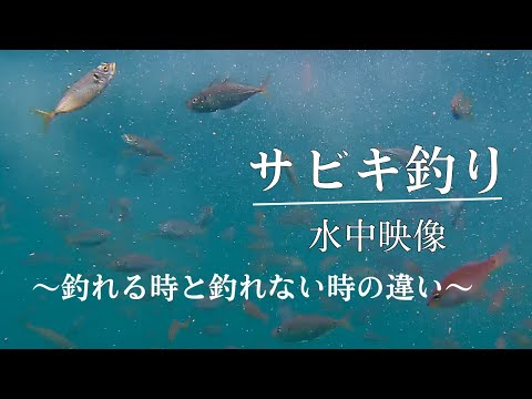 【Sabiki fishing】Underwater  (how to make a tackle and how to improve it when you can't catch fish