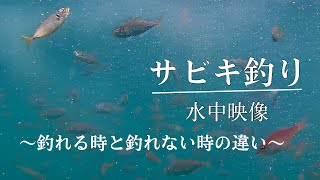 サビキ釣り 水中動画　アジ・サバ・ショゴ　　〜なぜ釣れないかが必ず分かる〜