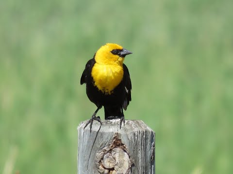 12 Birds of North America with Bird Sounds