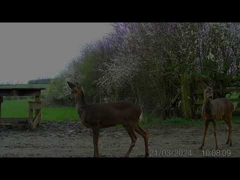 Zeiss Seacam 7, first Roe Deer videod