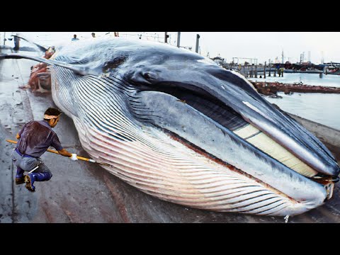 Japanese Traditional Food Whale Meat - Whale Meat Cutting Skill in Japan