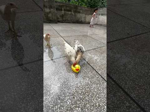 Hen and duck fight