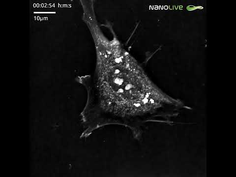 Label-free imaging of mitochondrial changes induced by Antimycin A