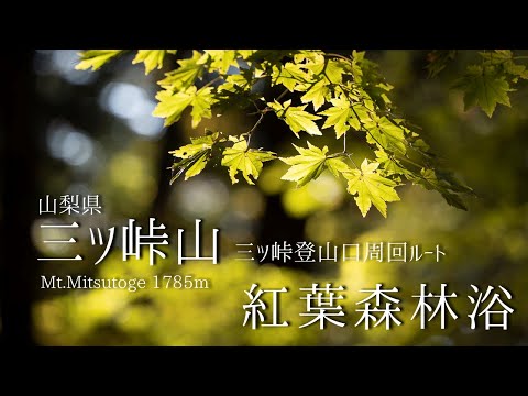 Mt.Mitsutoge -Forest bathing in autumn leaves- Hike from the Mitsutoge Trailhead