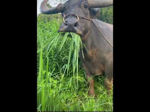 牛吃草#nature #animals #cow #zoo