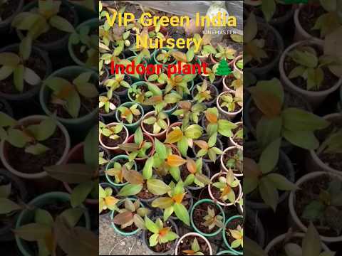 सभी प्रकार के indoor plant 🌳🌲🌱यहाँ पर उपलब्ध है