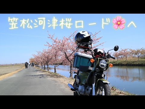 笠松河津桜ロード